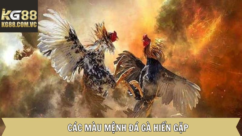 Màu Đá Gà - Cùng KG88 Tìm Hiểu Màu Mệnh Chuẩn 3 Tổng hợp các màu đá gà hiếm gặp