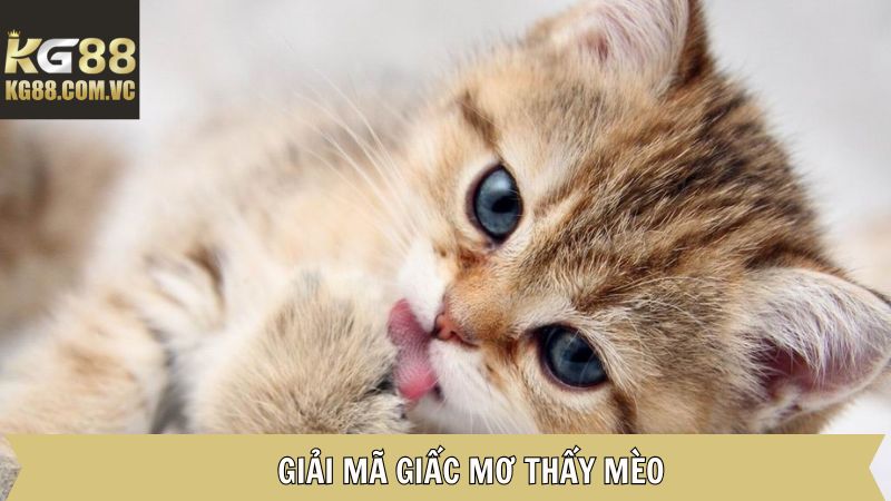Mơ Thấy Mèo - Hé Lộ Những Điều Bí Ẩn Đến Từ Tiềm Thức Tại KG88 3 Giải thích đầy đủ về những chiêm bao liên quan đến mèo