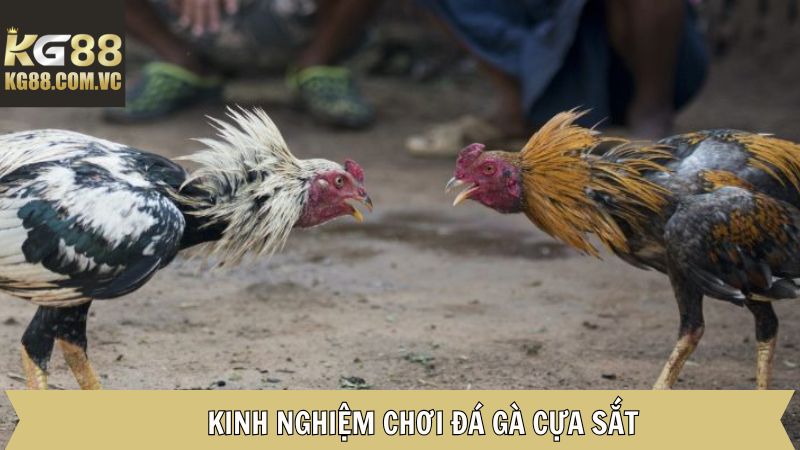 Đá Gà Cựa Sắt KG88: Giải Trí Đỉnh Cao Cho Các Kê Thủ 4 Chia sẻ kinh nghiệm chinh phục gà cựa sắt