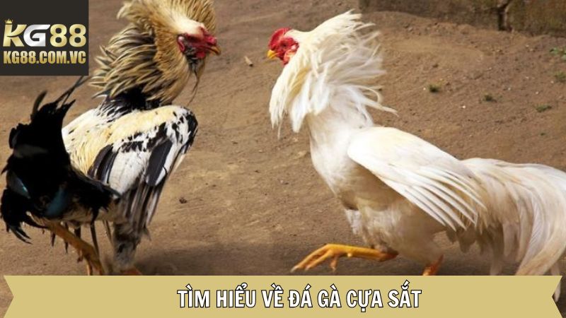 Đá Gà Cựa Sắt KG88: Giải Trí Đỉnh Cao Cho Các Kê Thủ 2 Giới thiệu đá gà cựa sắt là gì