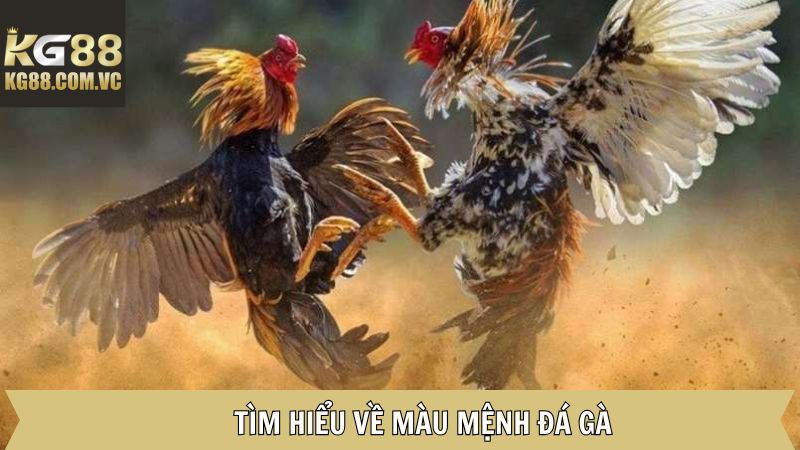 Màu Đá Gà - Cùng KG88 Tìm Hiểu Màu Mệnh Chuẩn 2 Tìm hiểu về khái niệm màu mệnh đá gà